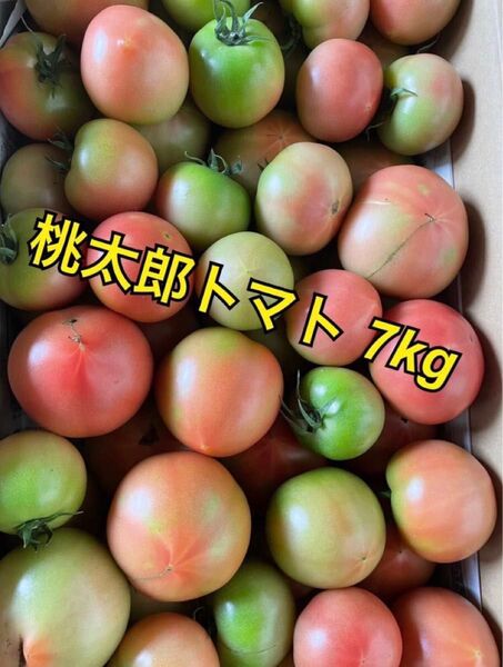 【訳あり】桃太郎トマト 7kg
