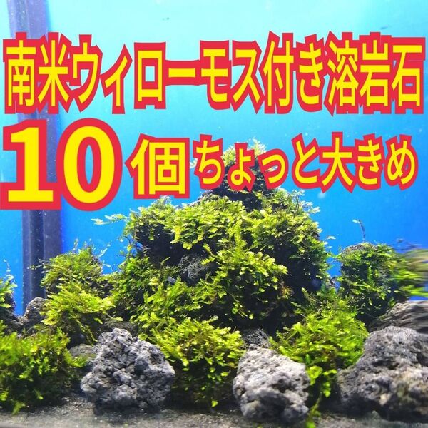 ちょっと大きめ 10個 南米ウィローモス 黒 溶岩石 無農薬 水槽 レイアウト グッピー メダカ エビ シュリンプ アクアリウム