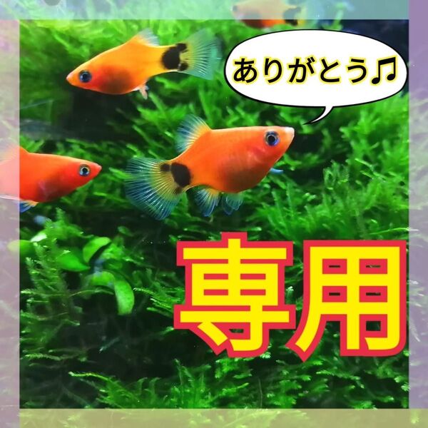 4個 モスファン ゼニゴケ 溶岩石 無農薬 ミナミヌマエビ レッドビーシュリンプ 水草 隠れ家 メダカ グッピー 水槽 レイアウト