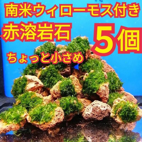 ちょっと小さめ 5個 南米ウィローモス 無農薬 赤 溶岩石 エビ 水草 グッピー 金魚 メダカ ベタ 水槽 レイアウト