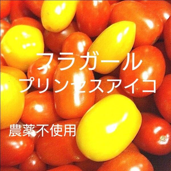 ミニトマト フラガールトマト プリンセスアイコ ネコポス 農薬不使用