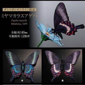 いきもの大図鑑アドバンス オンライン限定版 ミヤマカラスアゲハ