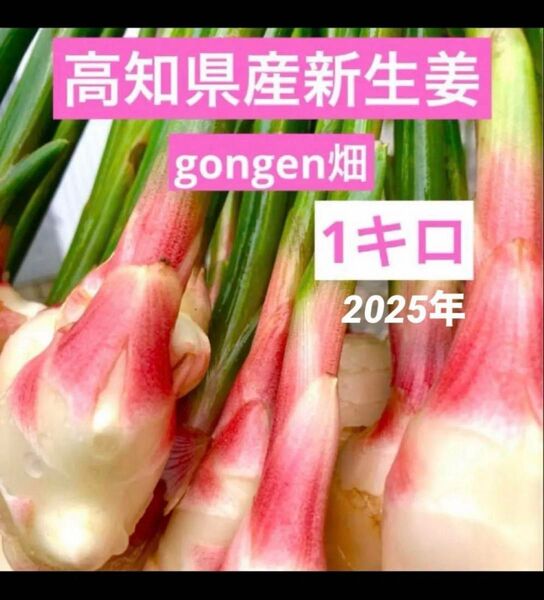高知県産 朝採れ新生姜1キロ高知県産 朝採れ新生姜