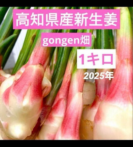 高知県産 朝採れ新生姜 1キロ