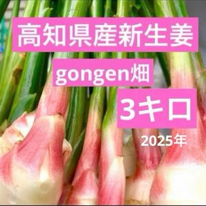 高知県産 朝採れ新生姜 3キロ