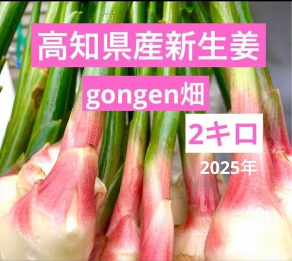 高知県産 朝採れ新生姜 2キロ