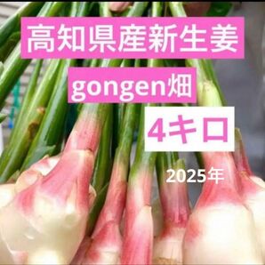 高知県産 朝採れ新生姜 4キロ