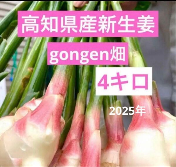 高知県産 朝採れ新生姜レシピ付き4キロ