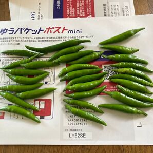 新鮮な青唐辛子健康な家庭畑で育った30本