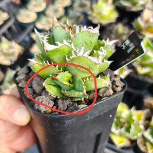 【OC子株】蚩尤 アガベ チタノタ オテロイ FO ブツブツ 表裏刺