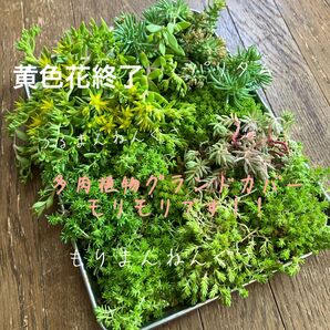 多肉植物グランドカバー