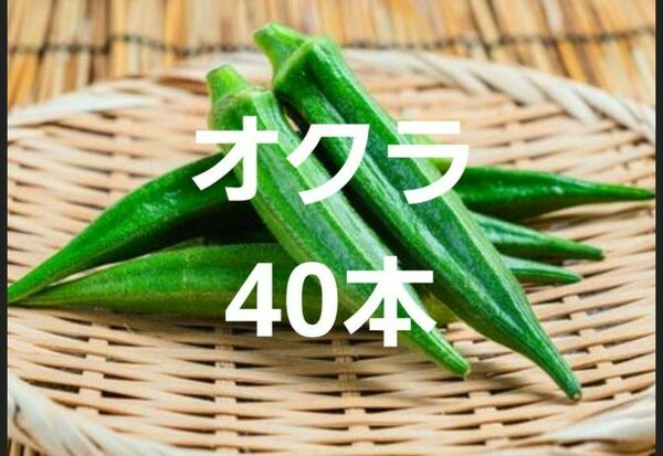 オクラ 大小40本 野菜