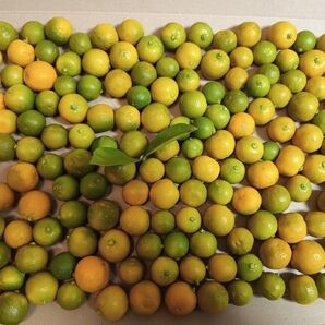 カラマンシー 箱込み1キログラム