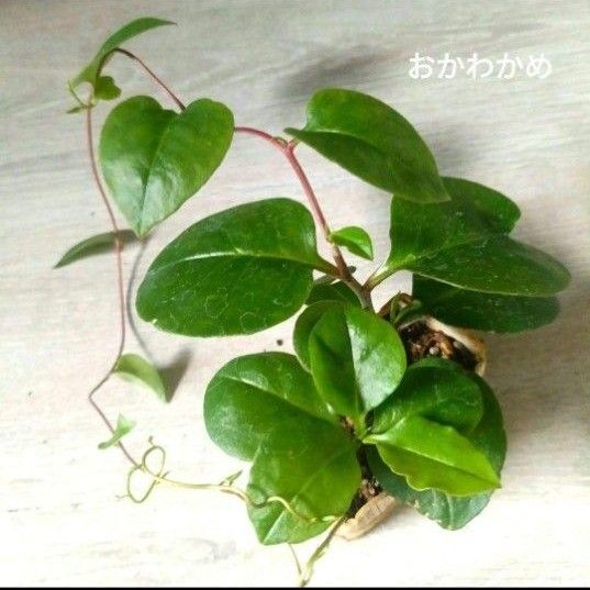 おかわかめ苗 #6 健康野菜 グリーンカーテン 多年草