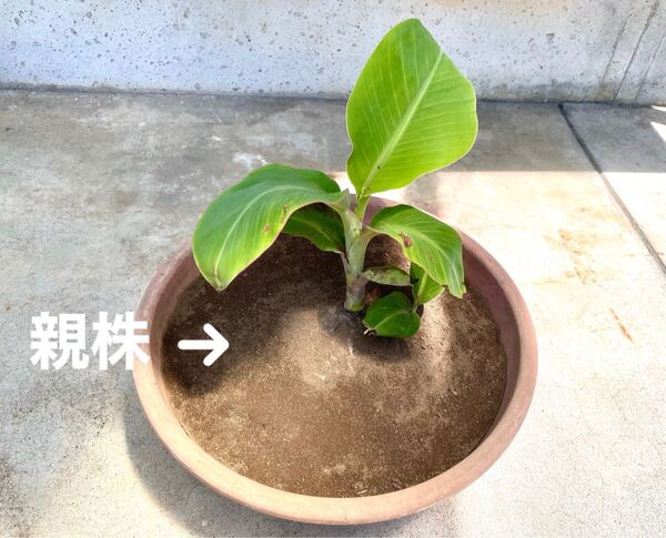 アイスクリーム バナナ(小苗) 2株