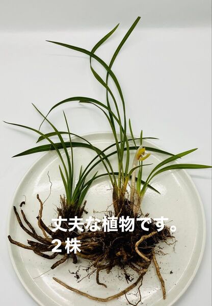 春蘭 球磨 日本春蘭 野生 宿根草 2株