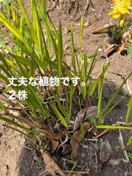フウチソウ 草花 山野草 グラス 2株
