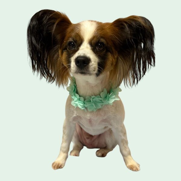 【再入荷】犬用猫用 ペット用新品未使用 フラワーアクセサリー チョーカー ブルー