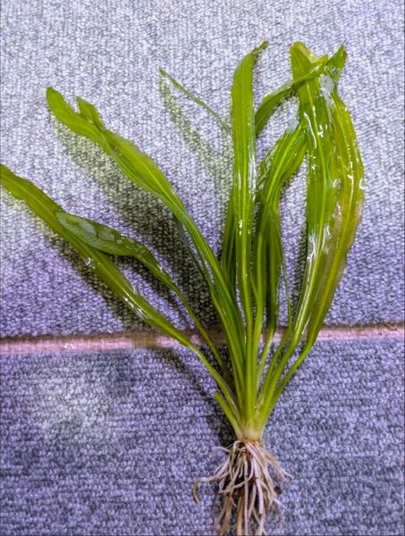 SALE!!【Sサイズ】エキノドルス ウルグアイエンシス 水中葉 1POT
