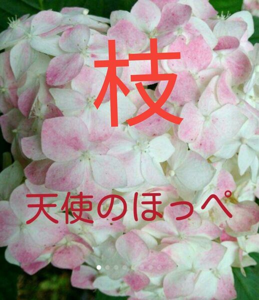 紫陽花 天使のほっぺ アジサイ あじさい 挿し木用枝