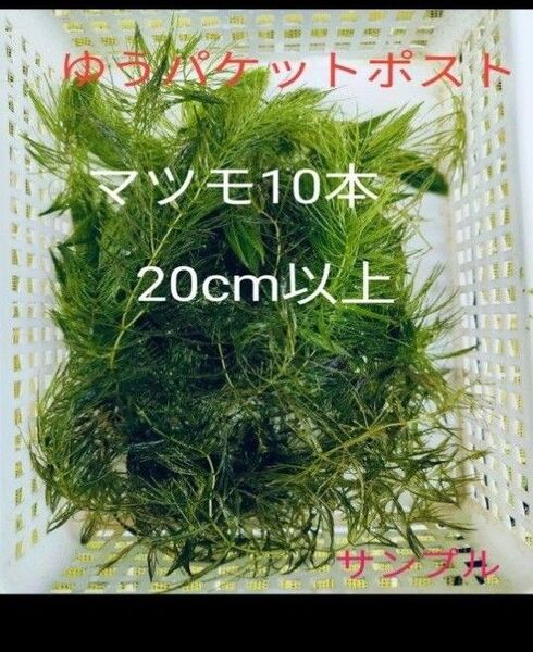 マツモ 水草 メダカ金魚藻 10本 水草マツモ