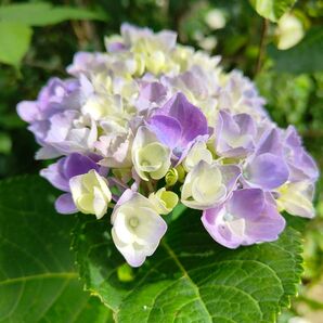 西洋紫陽花 アジサイ 挿し木用枝 2本