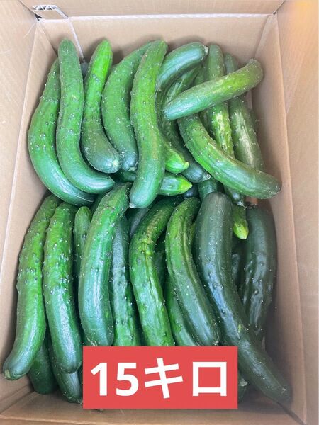 キュウリ 朝取れ 曲がりきゅうり 15キロ箱込み