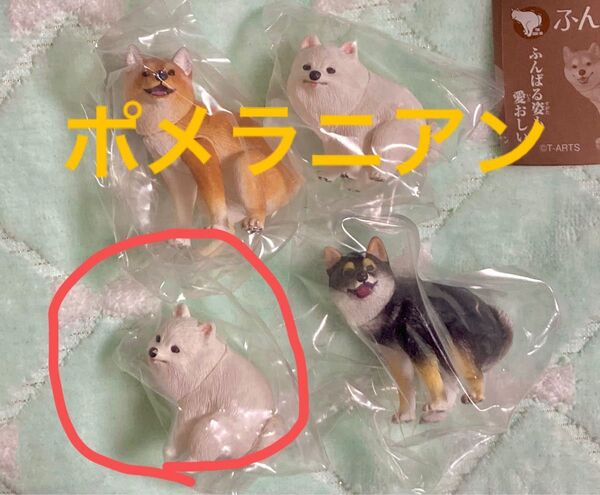 ふんばりーぬ 犬フィギュア ポメラニアン ガチャガチャ フィギュア 動物