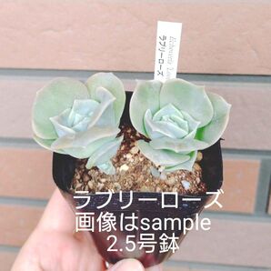 ラブリーローズ 抜き苗 多肉植物 ランダムで選びます ゆうパケットポストまたはmini発送