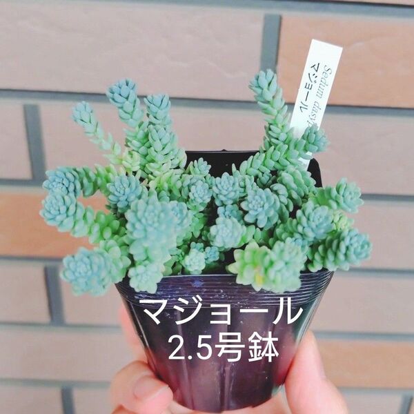 マジョール 抜き苗 多肉植物 ゆうパケットポストまたはmini発送