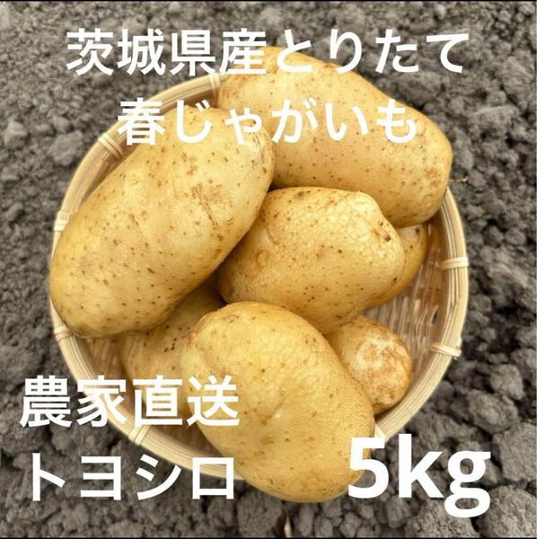 茨城県産 とれたて 春じゃがいも トヨシロ 5kg