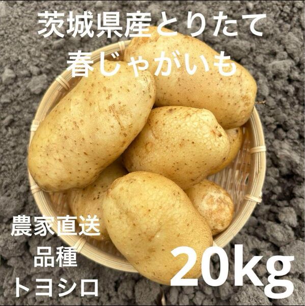 茨城県産 とれたて 春じゃがいも トヨシロ 20kg