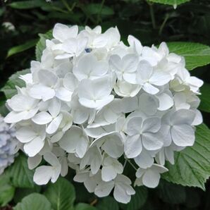 あじさい 挿し穂 3本 挿し木用の枝 紫陽花 観葉植物 枝 アジサイハイドランジア 切り花 花