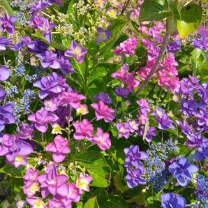 がくあじさい 挿し穂 2本 挿し木用の枝 紫陽花 観葉植物 枝 アジサイハイドランジア 切り花 花 色変あり あじさい
