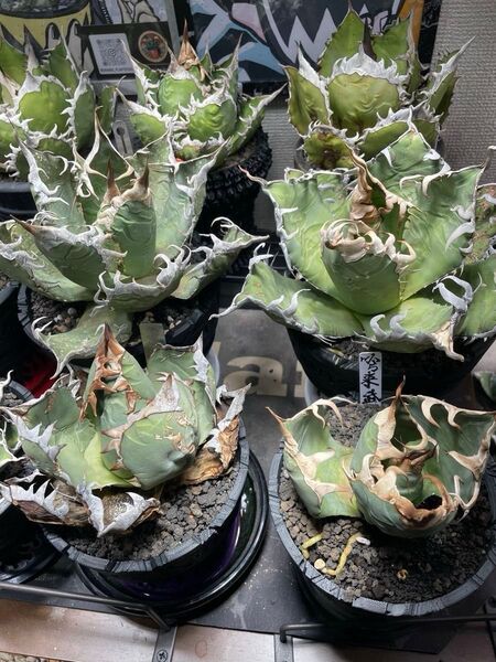 アガベ チタノタ 多肉植物 オアハカ オテロイ 実生 など