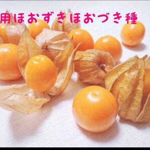 食用 ほおづき 種 100粒以上 北海道より