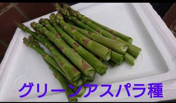 グリーン アスパラ種 200粒以上 北海道より