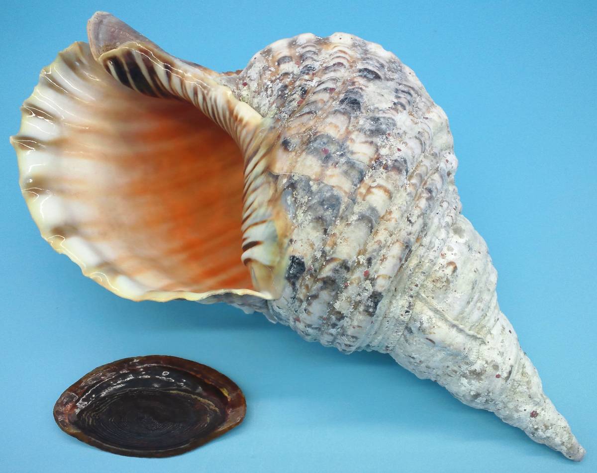 沖縄法螺貝の値段と価格推移は？｜16件の売買情報を集計した沖縄法螺貝 