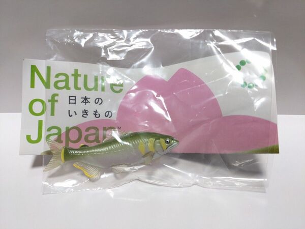【訳あり①】NATURE OF JAPAN 日本のいきもの3 アユ