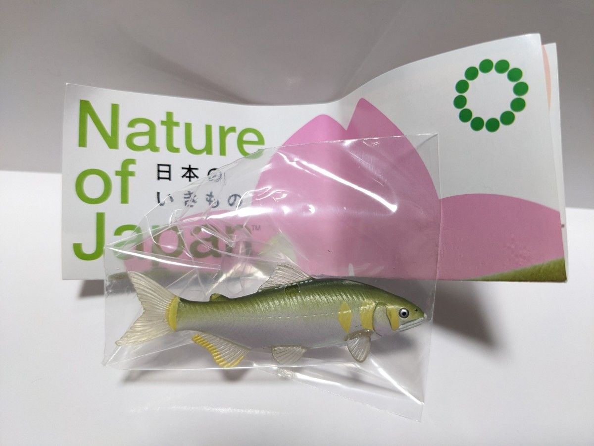 【訳あり②】NATURE OF JAPAN 日本のいきもの3　アユ