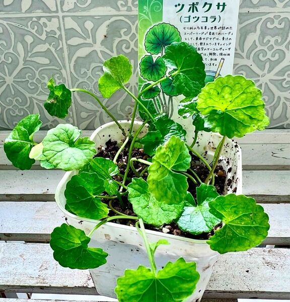 ツボクサの苗4株分(小苗積雪草