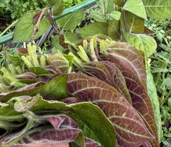 Paederia tomentosa M Lng tm ハーブ200g 野菜種子