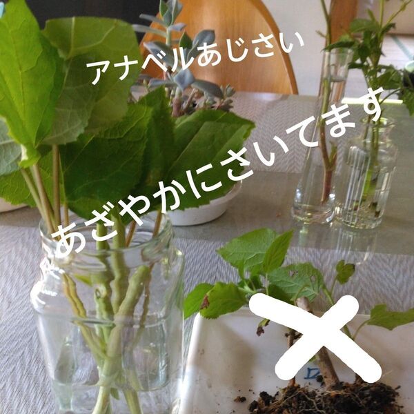 アナベルあじさい挿し穂3本、