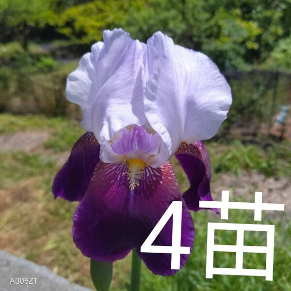 ジャーマンアイリス葉付き球根 小苗4苗