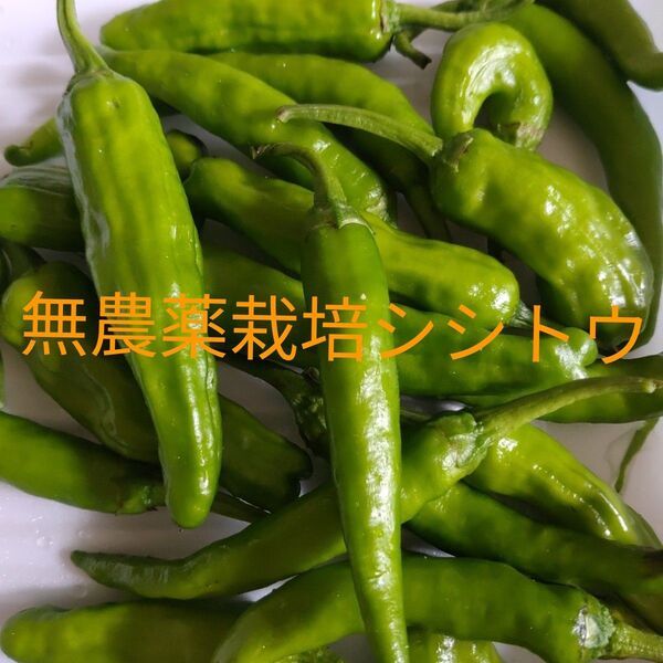 無農薬栽培!新鮮!シシトウ!!ネコポスの箱いっぱいギュッといっぱい