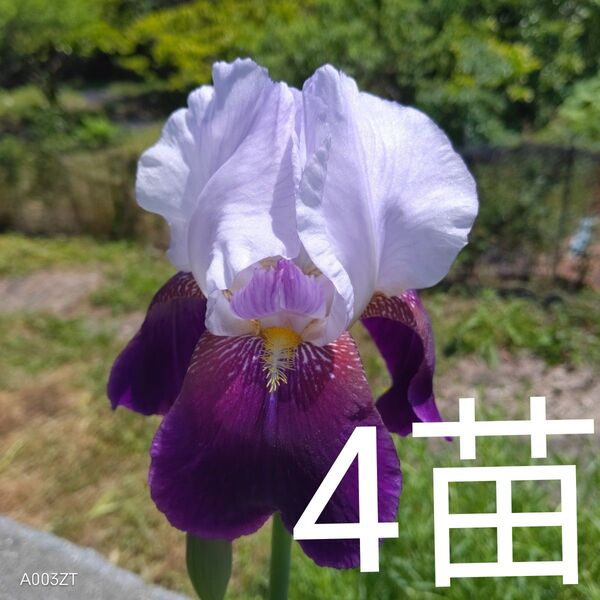 ジャーマンアイリス葉付き球根 小苗4苗