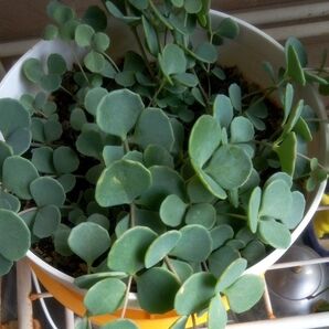 ミセバヤ3株 多肉植物 ピンクの花