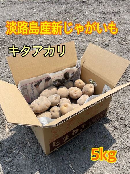 【農薬不使用・新鮮】淡路島産 新じゃがいも キタアカリ 5キロ