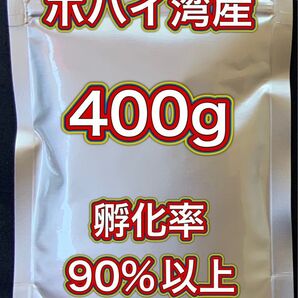 【ボハイ湾産 高品質 ブラインシュリンプエッグ】孵化率90%以上 400g