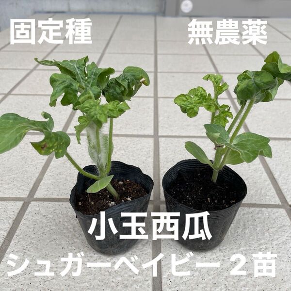 固定種 シュガーベイビー西瓜(小玉西瓜)2苗 無農薬 ネコポス